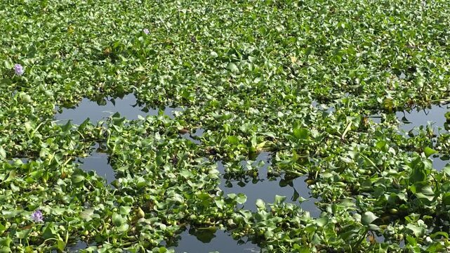 Extensive coverage of floating plants forming a green layer over still backwater waters.