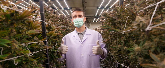 Researchers are studying the growth of cannabis leaves in cannabis plant nurseries.