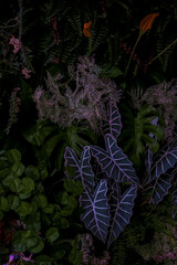 Mixed leaves, green leaves, abstract texture, tropical leaves, natural dark green background.	