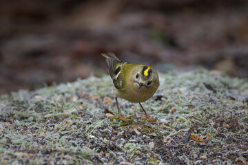 A goldcrest, Regulus regulus, is captured standing on the grass with a scattering of snow. Facing forward looking for food its yellow crest is visible
