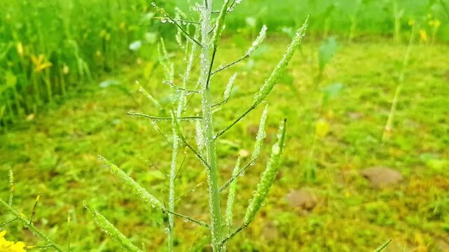 Wild Mustard Plant Seed Pods &ndash; Green Siliques & Stems Rising in Lush Meadow with Yellow Blooms Close-Up