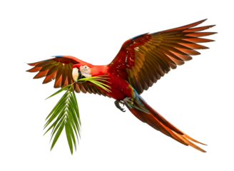 Scarlet macaw flying with leaf