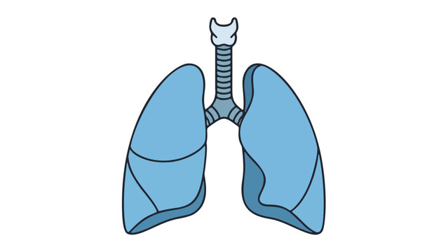 Detailed illustration of human lungs and trachea from a frontal viewpoint showcasing respiratory anatomy