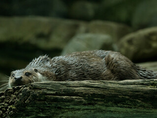 Fototapeta premium Loutre d'Europe