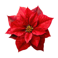 Red poinsettia christmas flower top view transparent background