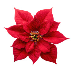 Red poinsettia christmas flower top view transparent background