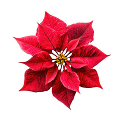 Red poinsettia christmas flower top view transparent background