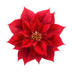 Red poinsettia christmas flower top view transparent background
