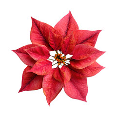 Red poinsettia christmas flower top view transparent background