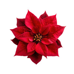 Red poinsettia christmas flower top view transparent background