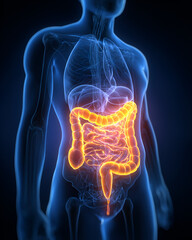 Human digestive system highlighted