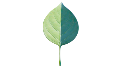 Green leaf with contrasting sides on a white background