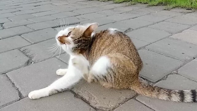 Video footage of a cat scratching its head.