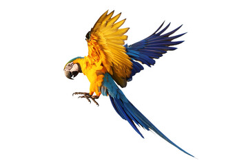 Beautiful Blue and Gold Macaw your wings and fly isolated on transparent background png file