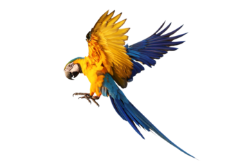 Beautiful Blue and Gold Macaw your wings and fly isolated on transparent background png file