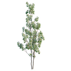 Obraz premium Cornus hongkongensis tree, front view, cutout, transparent background, isolate, Elevation, Close-up of a lush green tree with vibrant foliage and detailed textures, nature.