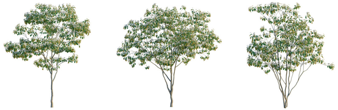 Cornus kousa tree, front view, cutout, transparent background, isolate, Elevation, Branch of blooming cherry tree with pink flowers, spring season, closeup, floral background