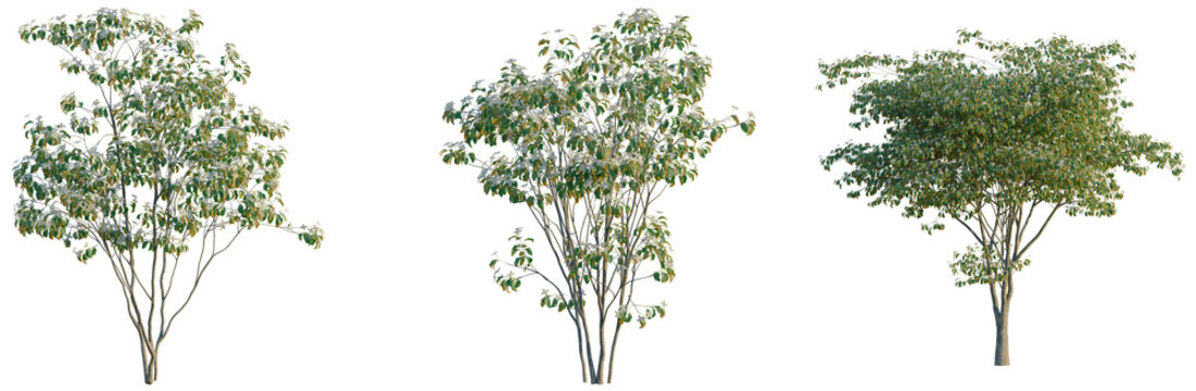 Cornus kousa tree, front view, cutout, transparent background, isolate, Elevation, Detailed Green Tree Branch with Lush Foliage on a Clear Background for Design Elements