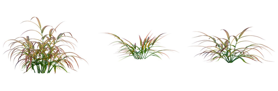 Hakonechloa macra Beni Kaze tree, front view, cutout, transparent background, isolate, Elevation, Feathery ornamental grass close-up, vibrant green and golden hues, perfect for nature backgrounds.