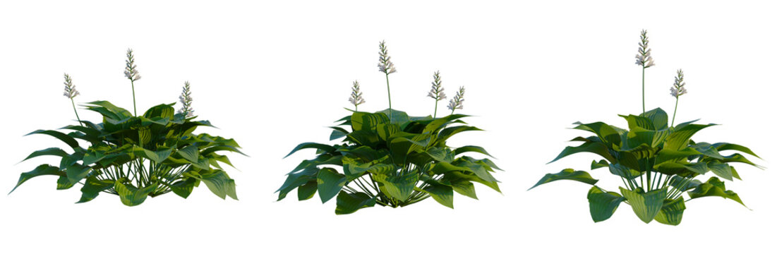 Hosta plantaginea tree, front view, cutout, transparent background, isolate, Elevation, Elegant Purple and White Flowers on Green Stems, Botanical Illustration for Design