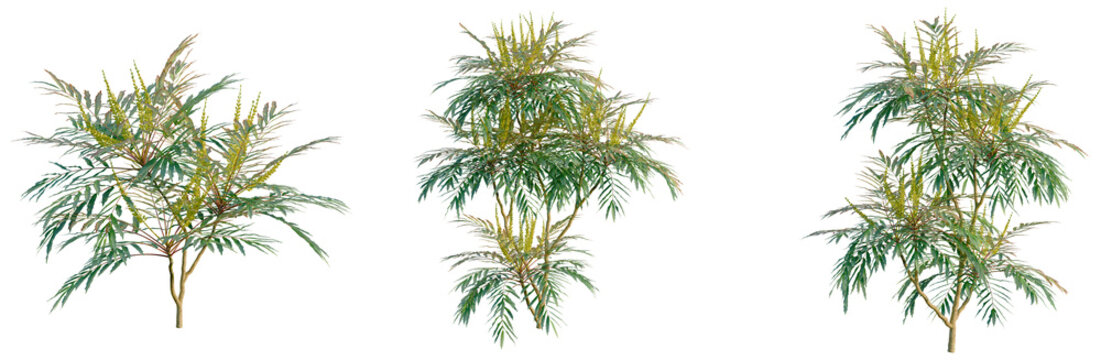 Mahonia confusa tree, front view, cutout, transparent background, isolate, Elevation, Lush Green Fern Branch with Delicate Fronds, Detailed Nature Photography for Your Creative Projects