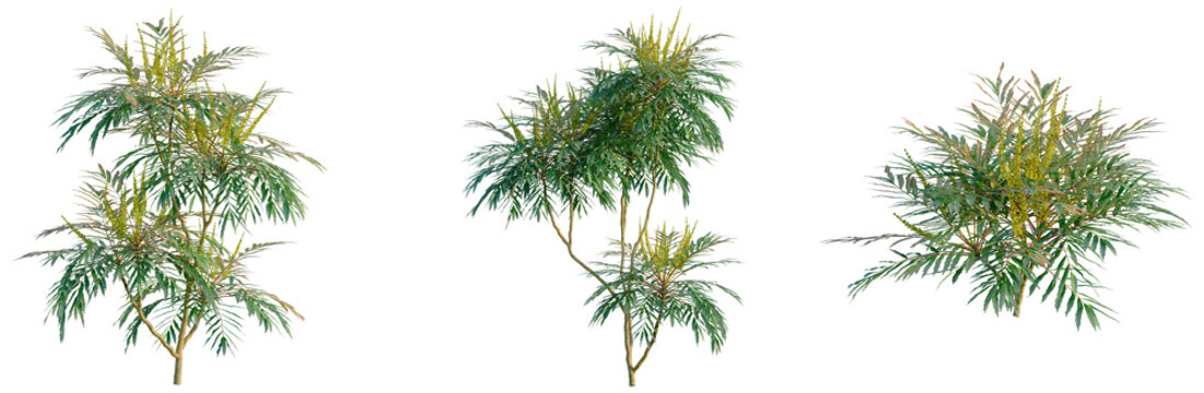 Mahonia confusa tree, front view, cutout, transparent background, isolate, Elevation, Elegant Green Willow Tree Branch with Delicate Leaves, Nature Photography, Springtime