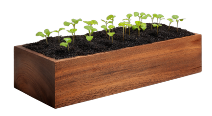 Young green sprouts emerging from rich dark soil in a wooden planter