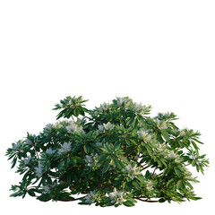 Rhododendron Hino White tree, front view, cutout, transparent background, isolate, Elevation, Magnolia Tree Branch with Blooming Flowers, Detailed Botanical Illustration for Design