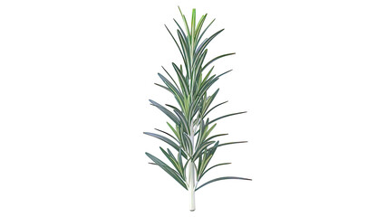 Fototapeta premium Fresh Rosemary Sprig