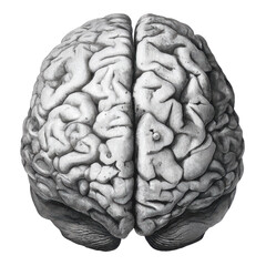 Naklejka premium Detailed engraving of human brain top view with black background anatomy illustration, Png On White Background, Isolated on Transparent Background, Cut Out