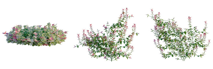 Trachelospermum asiaticum Hatsuyukikazura tree, front view, cutout, transparent background,...