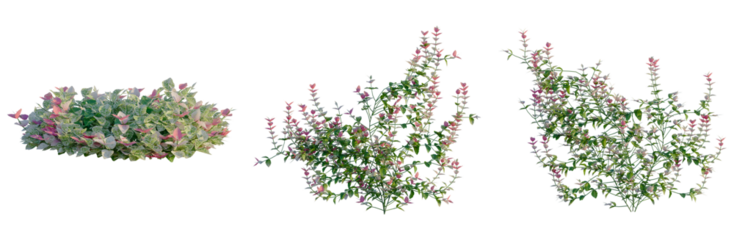 Trachelospermum asiaticum Hatsuyukikazura tree, front view, cutout, transparent background, isolate, Elevation, Vibrant Pink and Green Lantana Flowers Blooming on a Bush - Nature Photography