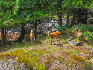 young deer in the forest