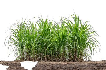 Lush green stalks of tall grass grow from a patch of dark soil