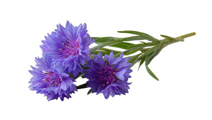A trio of delicate blue wildflowers with vibrant, fringed petals and green foliage