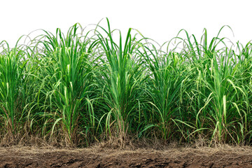 Lush green tall stalks of a grassy crop extend across the frame