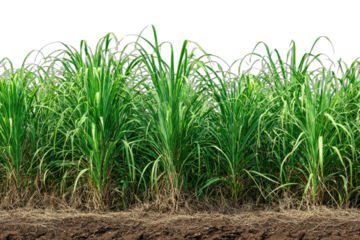 Lush green tall stalks of a grassy crop extend across the frame