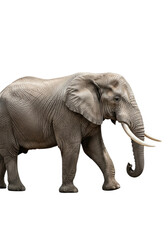 Obraz premium majestic adult male african bush elephant bull in full-body profile, walking slowly, showing detailed weathered skin and massive ivory tusks on a transparent high-key backdrop concept of primal
