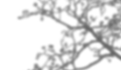 Abstract tree branch shadows projected softly on transparent surface for moody photographic overlay © Creative Png
