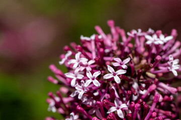 Close-Up Of Pink And Purple Lilac Flowers With Bee On Bloom