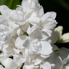 White Lilac Close-Up Bouquet: Soft, Delicate Bloom for Wedding, Garden, and Floral Design