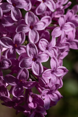 Vibrant Lilac Cluster of Purple Flowers in Full Bloom for Spring Garden Decor Arrangement