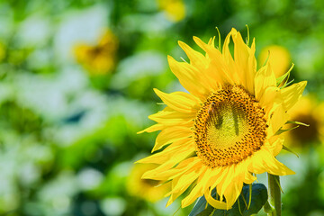 Close up of a blooming yellow sunflower with a honey bee collecting pollen
