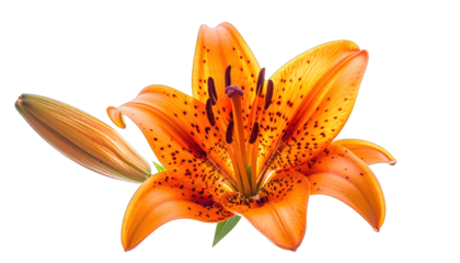 Close-up of vibrant orange lily with speckled petals and unopened bud