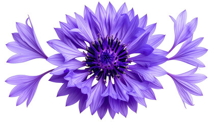 Obraz premium Detailed close-up of a blue flower, with elongated petals on a black background