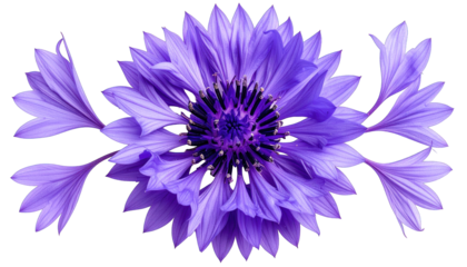 Detailed close-up of a blue flower, with elongated petals on a black background