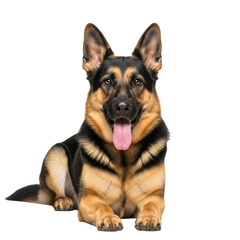 Fototapeta premium German shepherd puppy isolated on transparent background