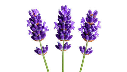 Obraz premium Three upright purple flowers with detailed petals and green stems on black