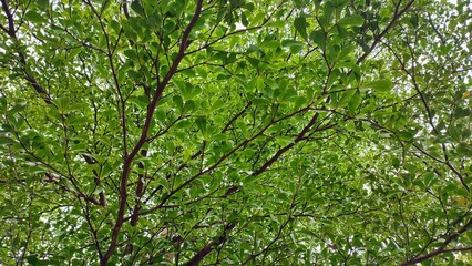 Fototapeta premium Green foliage texture background on a tree.