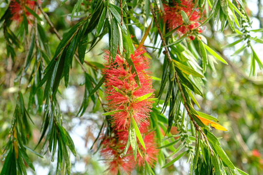 Red bottlebrush tree or Callistemon citrinus 'Splendens' flower close up.